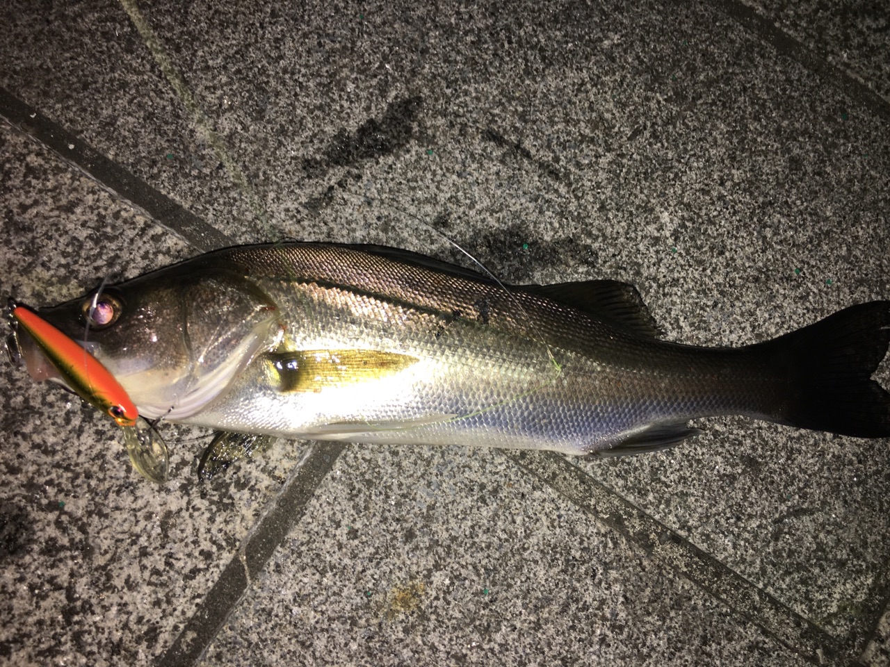 シークレット 最初の1匹を釣りたい 本当にシーバスが釣れるルアーを厳選4つ紹介 シーバスプロを目指す竹ちゃんブログ シークレット 最初の1匹を釣りたい 本当にシーバスが釣れるルアーを厳選4つ紹介 シーバスプロを目指す竹ちゃんブログ