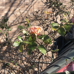 18C5D26E-757F-4571-BF65-E8788D8EA56A