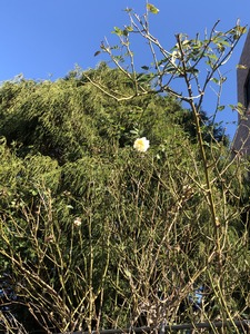 9F6C9C9A-BB9D-4865-945A-11C6DBCA0DB2