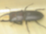 ���֤�