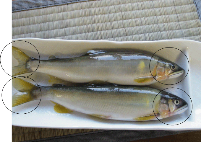 天然鮎と養殖の判別 板前のひとりごと 天然鮎と養殖の判別 板前のひとりごと