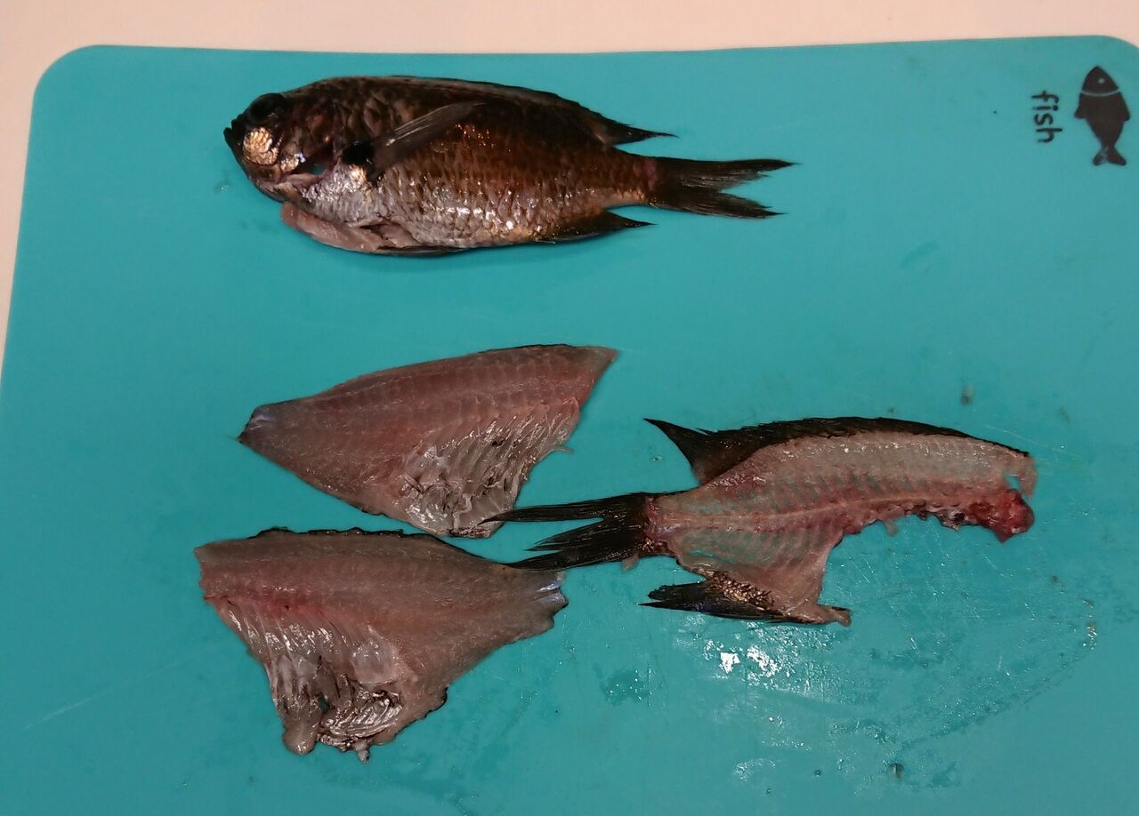 スズメダイの食べ方と豆アジの南蛮漬け の釣り日記と雑多な備忘録 スズメダイの食べ方と豆アジの南蛮漬け の釣り日記と雑多な備忘録