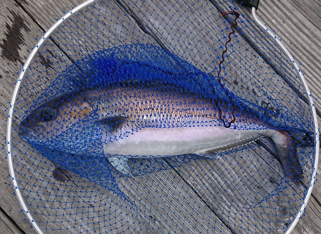 人気を誇る カツイチ Katsuichi Kj 21 海上つり堀 ボリー 4 2 5g 追加サイズ Bolly 海上釣堀用ジグヘッド Champacheval Fr 人気を誇る カツイチ Katsuichi Kj 21 海上つり堀 ボリー 4 2 5g 追加サイズ Bolly 海上釣堀用ジグヘッド Champacheval Fr