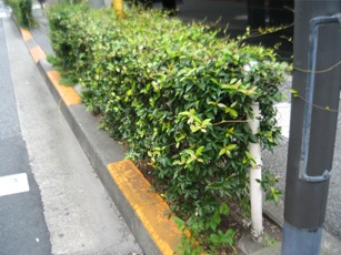 池袋 つる Takezo ファーム ひとときblog