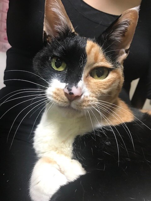 ジェイド「癖になる！？の巻 その1」ATF交換 : 車の電機屋 奥さん