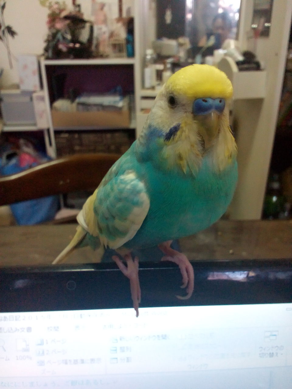 おしゃべりするって不思議なことね せきせいいんこの謎 きょうもいい日でありますように