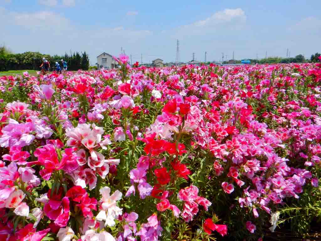 Cycling 赤堀菖蒲園と藤岡森新田のデゴチア お花見ライド 67km 06 07 滝澤家信のメモ