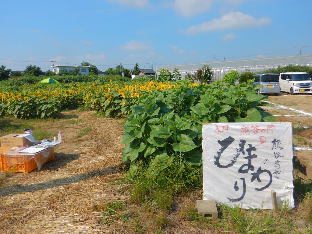Cycling 熊谷 葛和田ひまわり畑 105km 19 08 10 滝澤家信のメモ Cycling 熊谷 葛和田ひまわり畑 105km 19 08 10 滝澤家信のメモ
