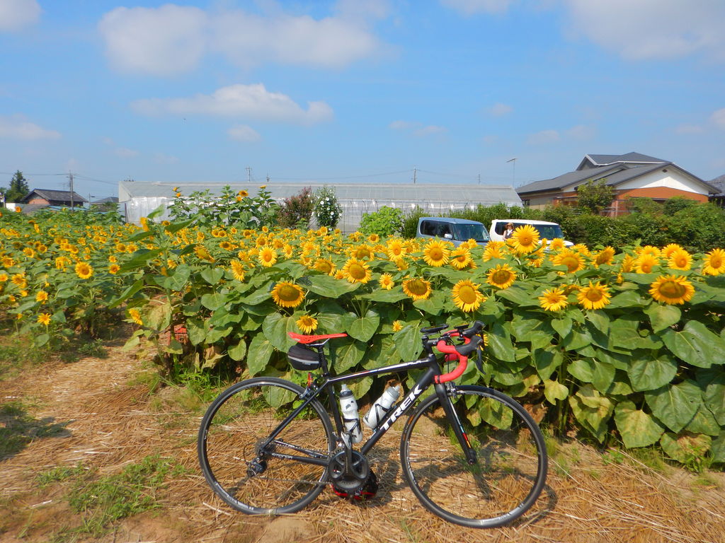 Cycling 熊谷 葛和田ひまわり畑 105km 19 08 10 滝澤家信のメモ Cycling 熊谷 葛和田ひまわり畑 105km 19 08 10 滝澤家信のメモ