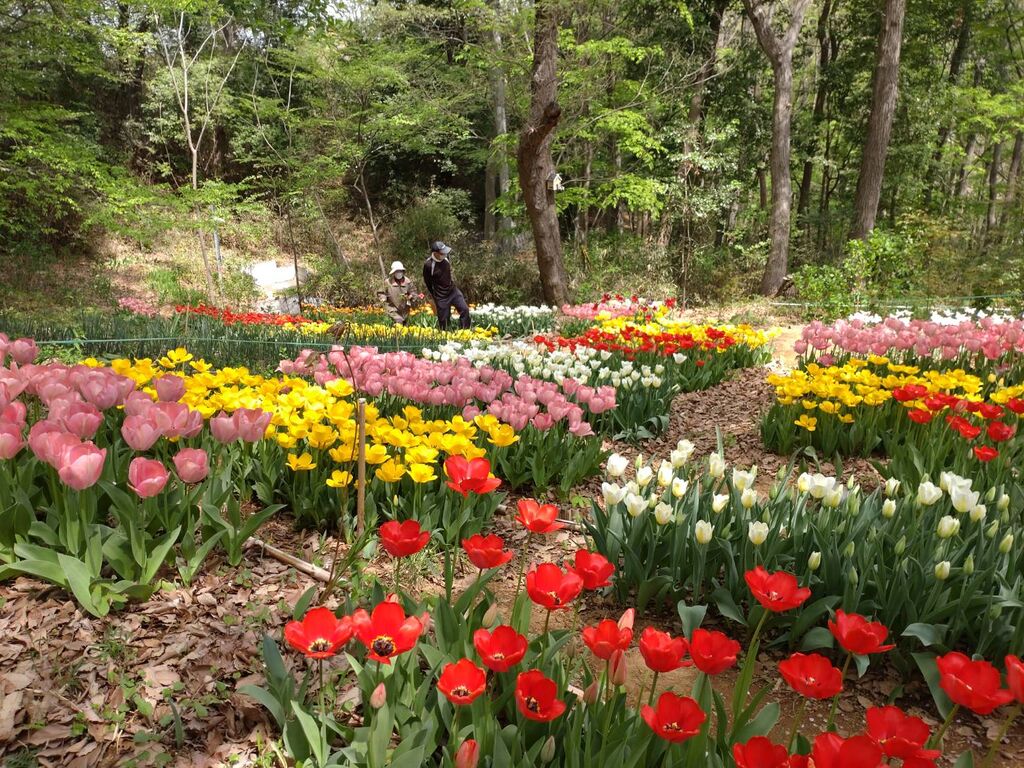 絵本館とチューリップ 思いのまま