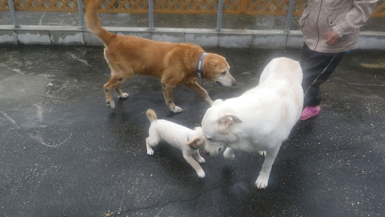 アイちゃんが遊びにきました 卓の宮古島blog アイちゃんが遊びにきました 卓の宮古島blog