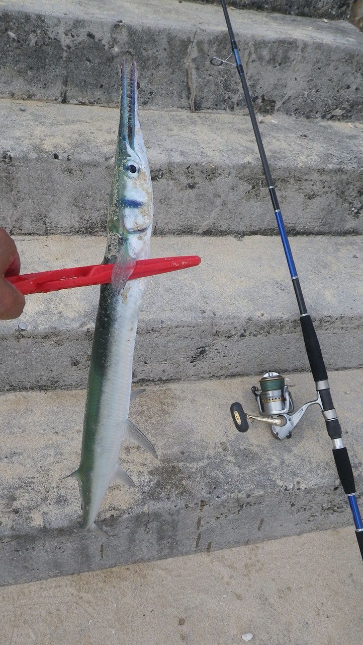 珍しい魚がヒットしました 卓の宮古島blog 珍しい魚がヒットしました 卓の宮古島blog