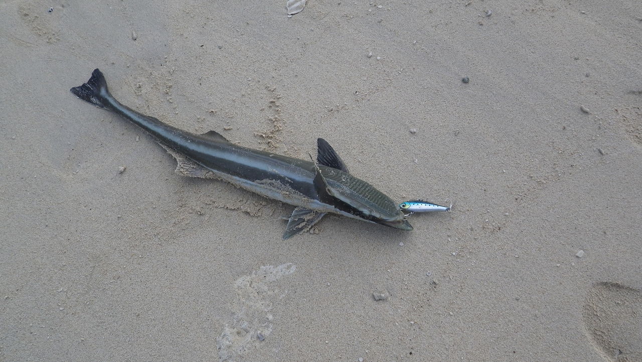 珍しい魚がヒットしました 卓の宮古島blog 珍しい魚がヒットしました 卓の宮古島blog