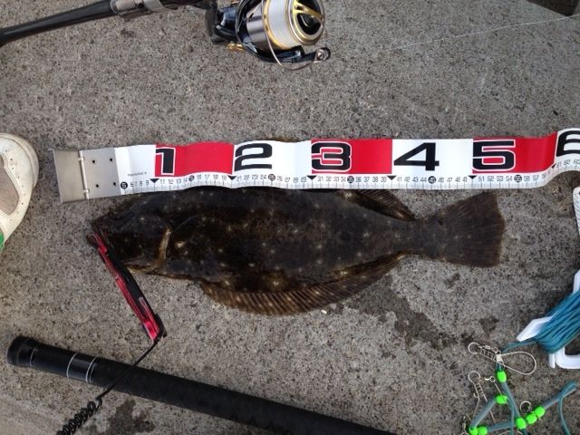 ヒラメタックルについて ヒラメ100枚への挑戦