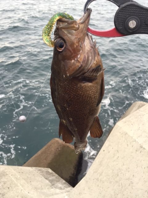 ハードロックフィッシュ ヒラメ100枚への挑戦
