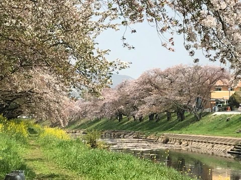 初めての花見でした！