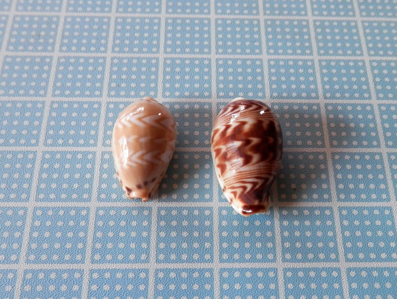 スミナガシダカラ : 波と風の音を聴きながら～