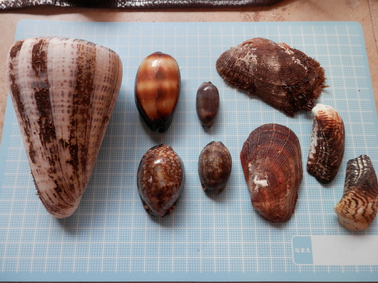 石垣島 大きな貝達 : 波と風の音を聴きながら～