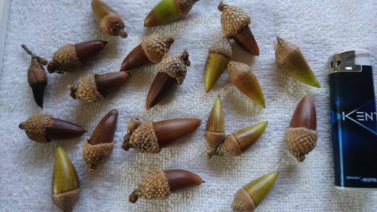 外国産ドングリ栽培 その後 : 波と風の音を聴きながら～