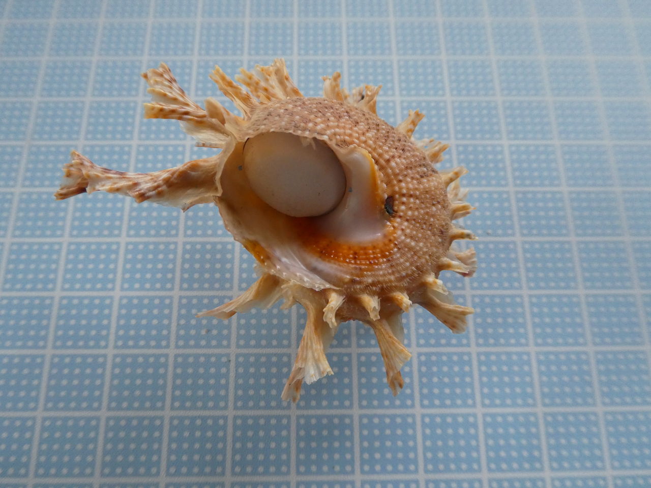 カミナリサザエ 波と風の音を聴きながら