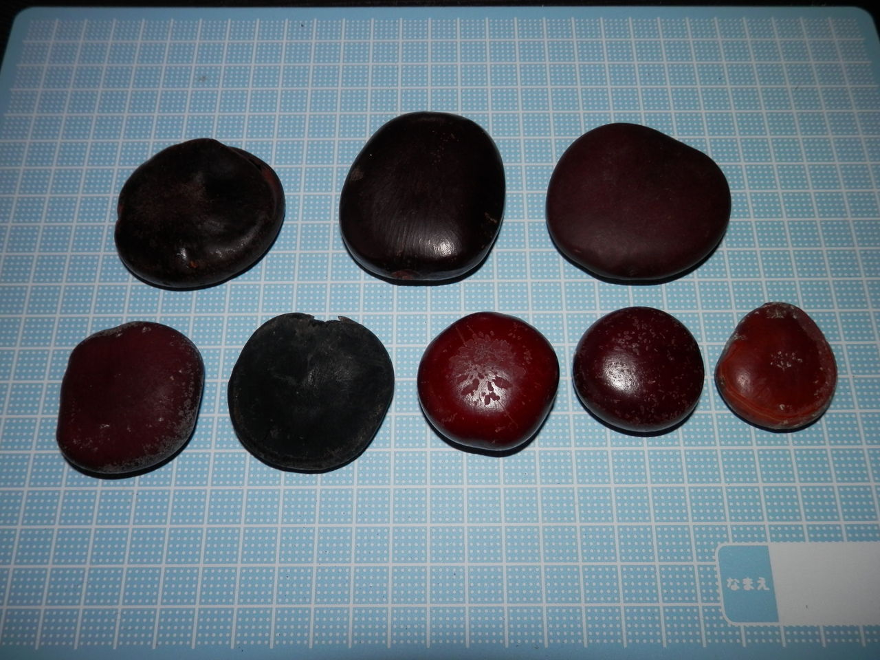 漂着 海豆 モダマなど 波と風の音を聴きながら