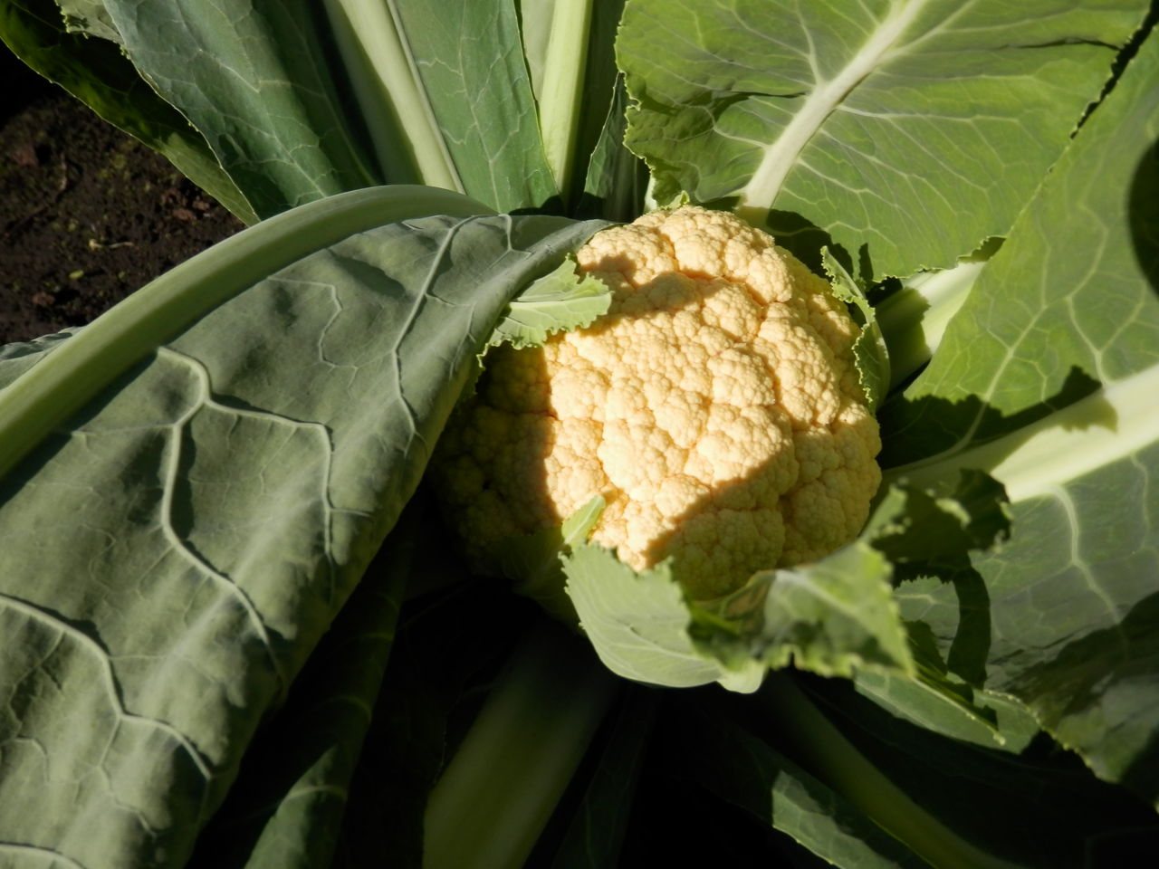 冬野菜 初収穫 紫と黄色のカリフラワー 波と風の音を聴きながら 冬野菜 初収穫 紫と黄色のカリフラワー 波と風の音を聴きながら
