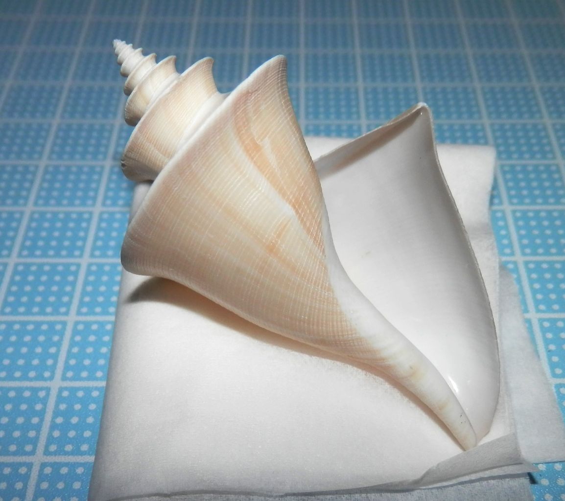 チマキボラ : 波と風の音を聴きながら～