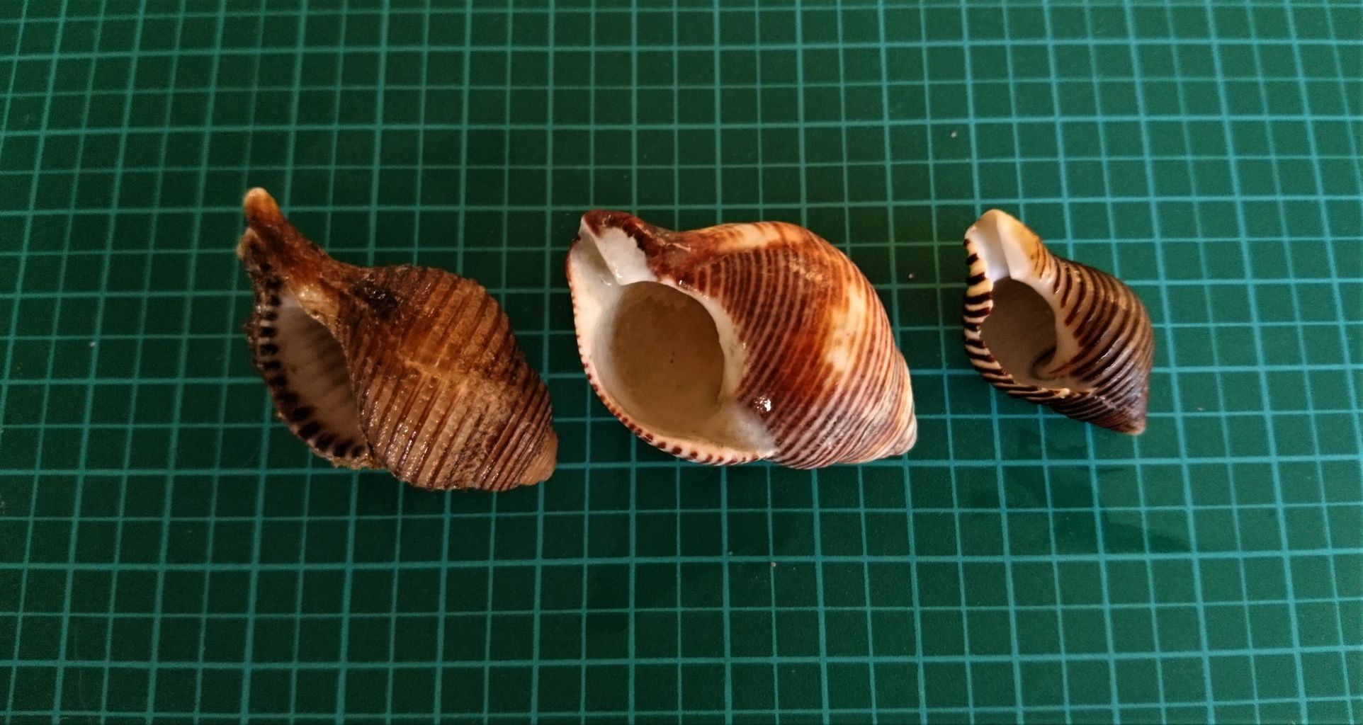 少しだけ観察 : 波と風の音を聴きながら～