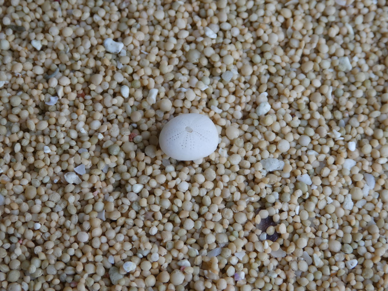 ウニコレクション 順調に増えてます 波と風の音を聴きながら