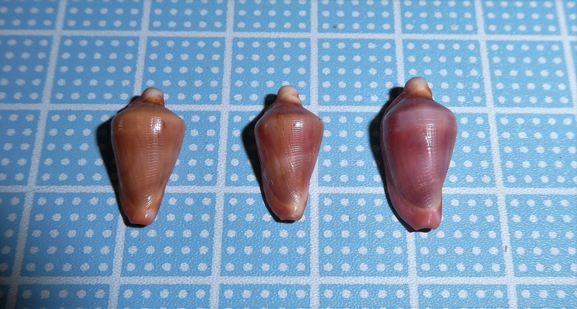 ウミウサギ系 色々 波と風の音を聴きながら