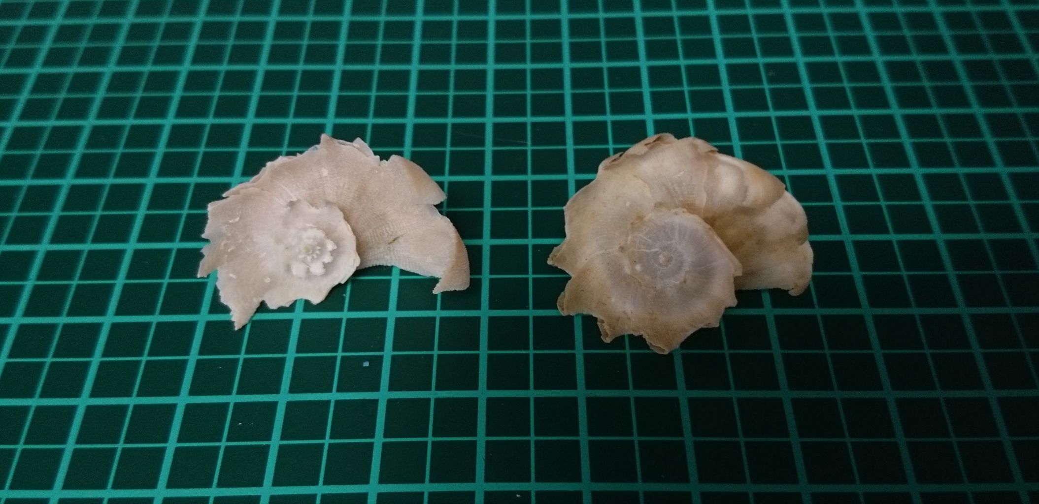 サンゴヤドリ科の貝 : 波と風の音を聴きながら～