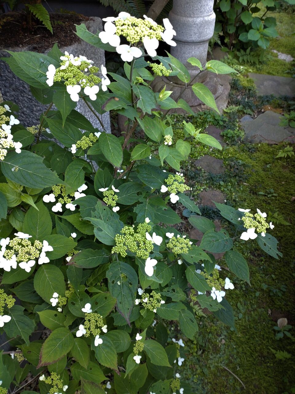 プチ紫陽花祭り in 庭 波と風の音を聴きながら プチ紫陽花祭り in 庭 波と風の音を聴きながら