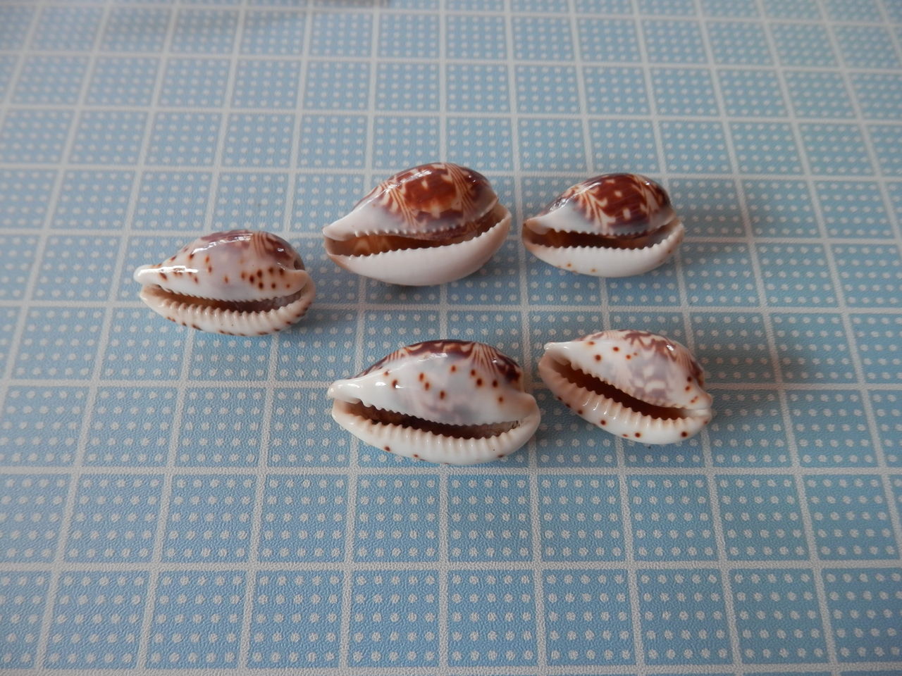 スミナガシダカラ : 波と風の音を聴きながら～