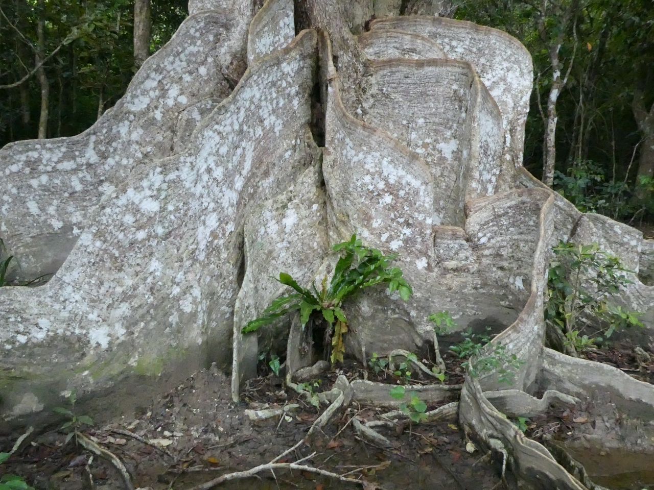 樹齢４００年のサキシマスオウノキ 波と風の音を聴きながら