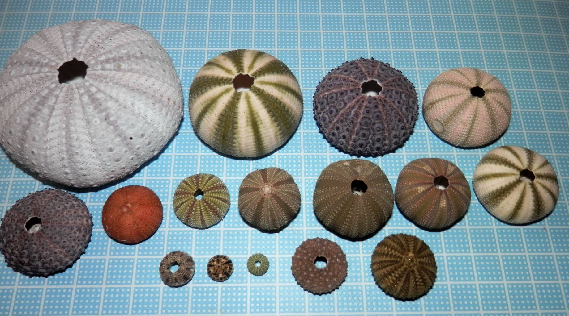 ウニ コレクション : 波と風の音を聴きながら～