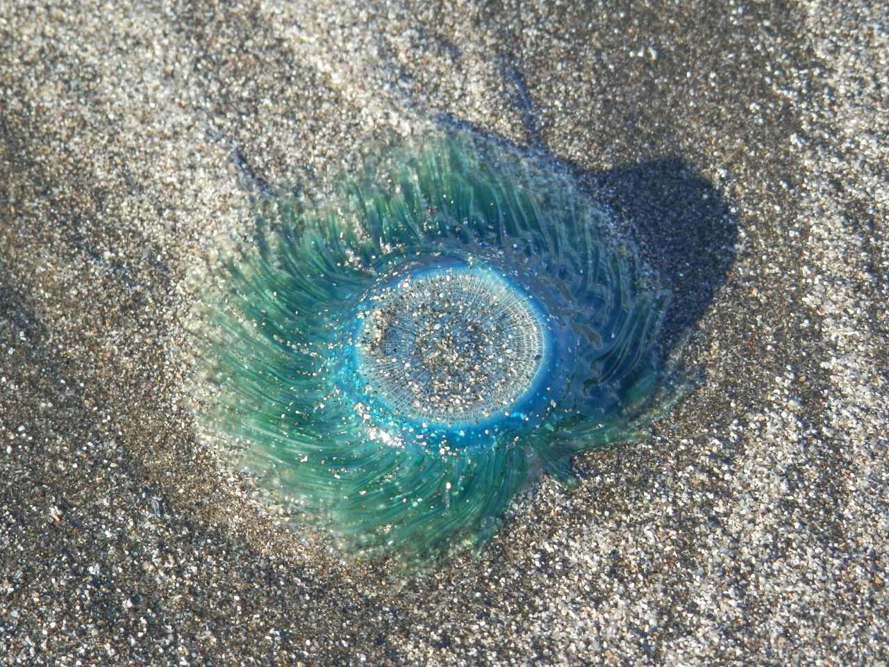 鎌倉 ギンカクラゲ 波と風の音を聴きながら 鎌倉 ギンカクラゲ 波と風の音を聴きながら