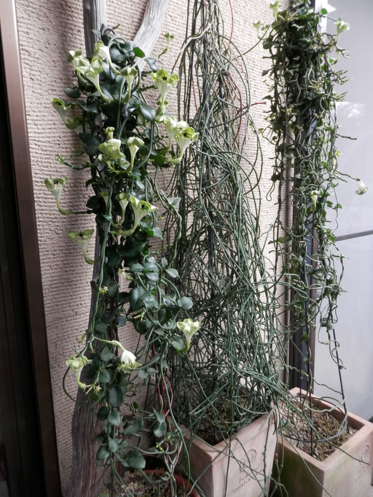 セロペギアアンプリアータ パラシュートプランツ 【公式通販】