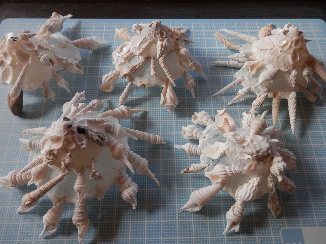 クマサカガイ : 波と風の音を聴きながら~ クマサカガイ : 波と風の音を聴きながら~