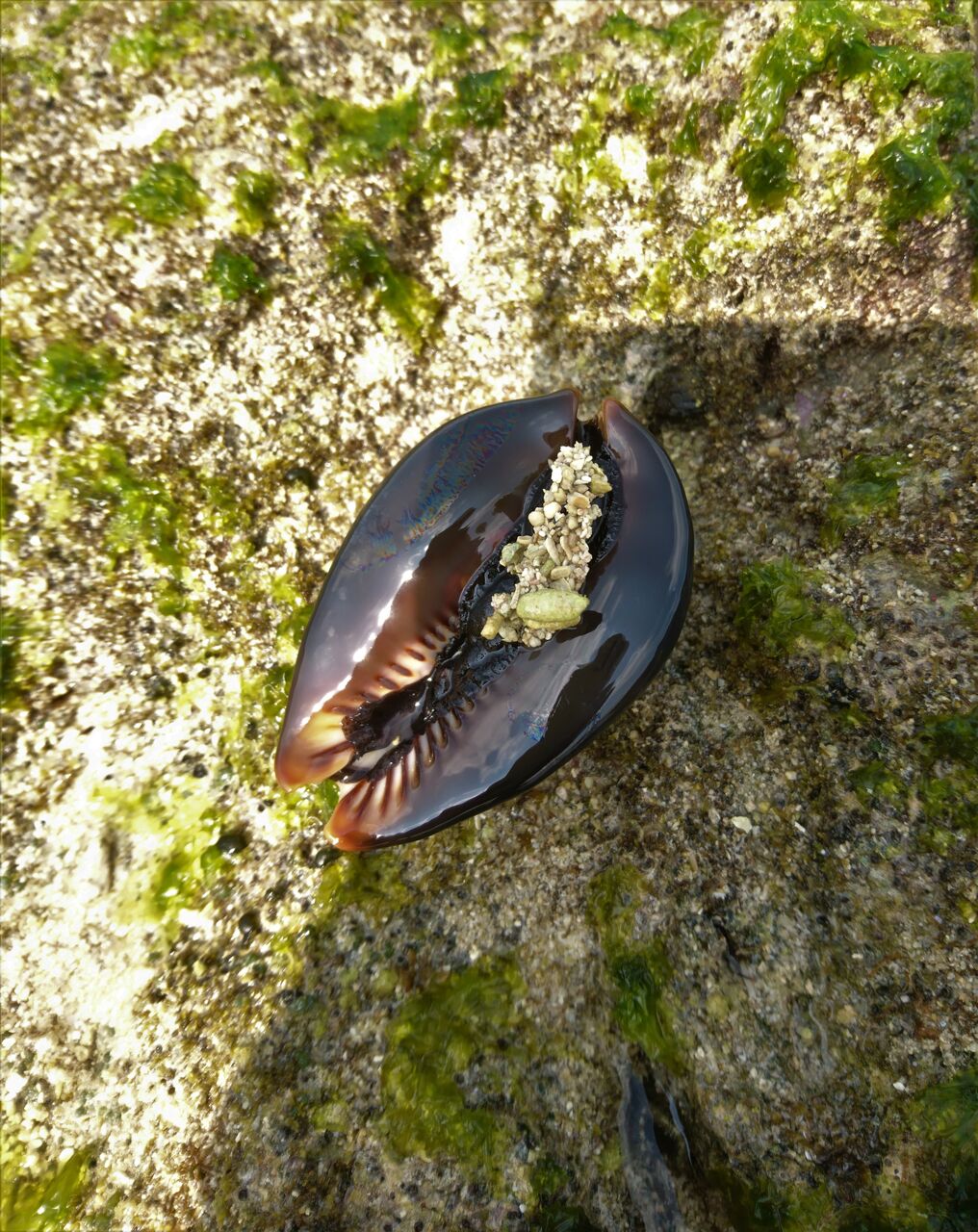 ハチジョウダカラ 5 ハチジョウダカラ | 軟体 | 市場魚貝類図鑑