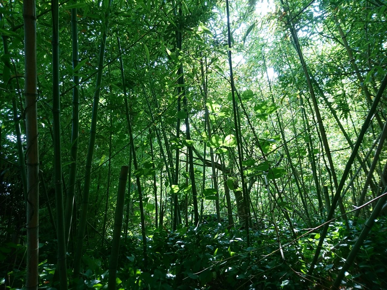 真竹のタケノコ料理 波と風の音を聴きながら