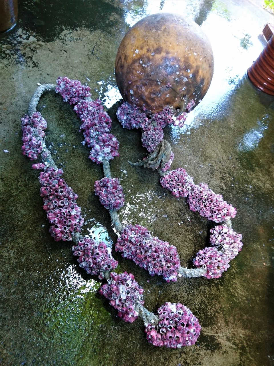 ロープに付着のフジツボ 波と風の音を聴きながら