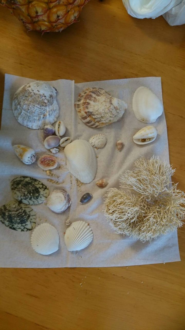 ただいま！石垣 八重山諸島の貝殻 石垣島の貝殻 | peachshellの日常
