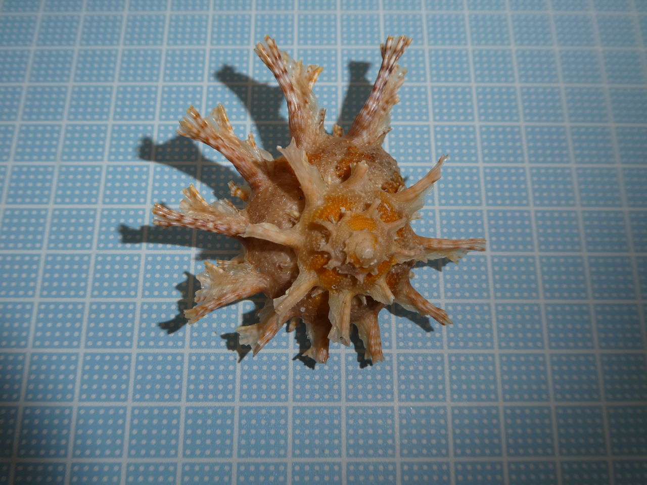 カミナリサザエ 波と風の音を聴きながら