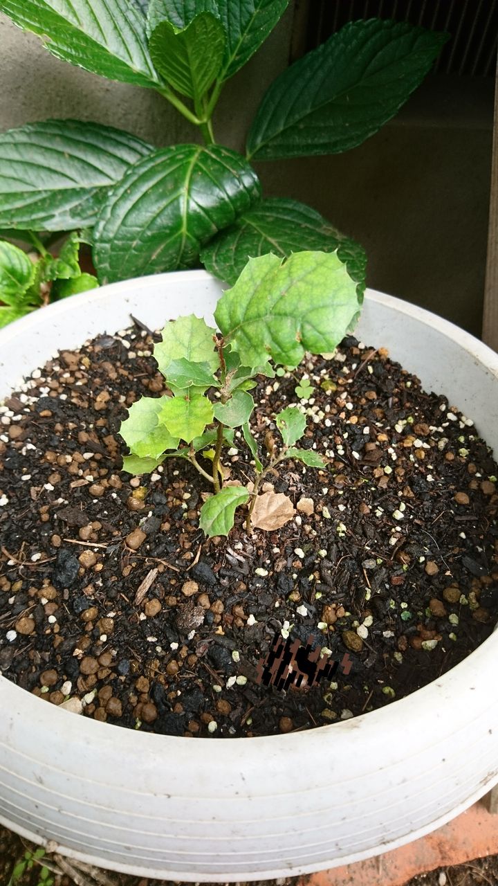 外国産ドングリ栽培 その後 : 波と風の音を聴きながら～