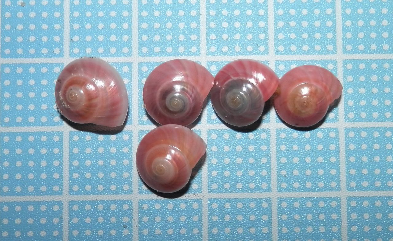 サラサキサゴ 色を楽しむ 波と風の音を聴きながら サラサキサゴ 色を楽しむ 波と風の音を聴きながら