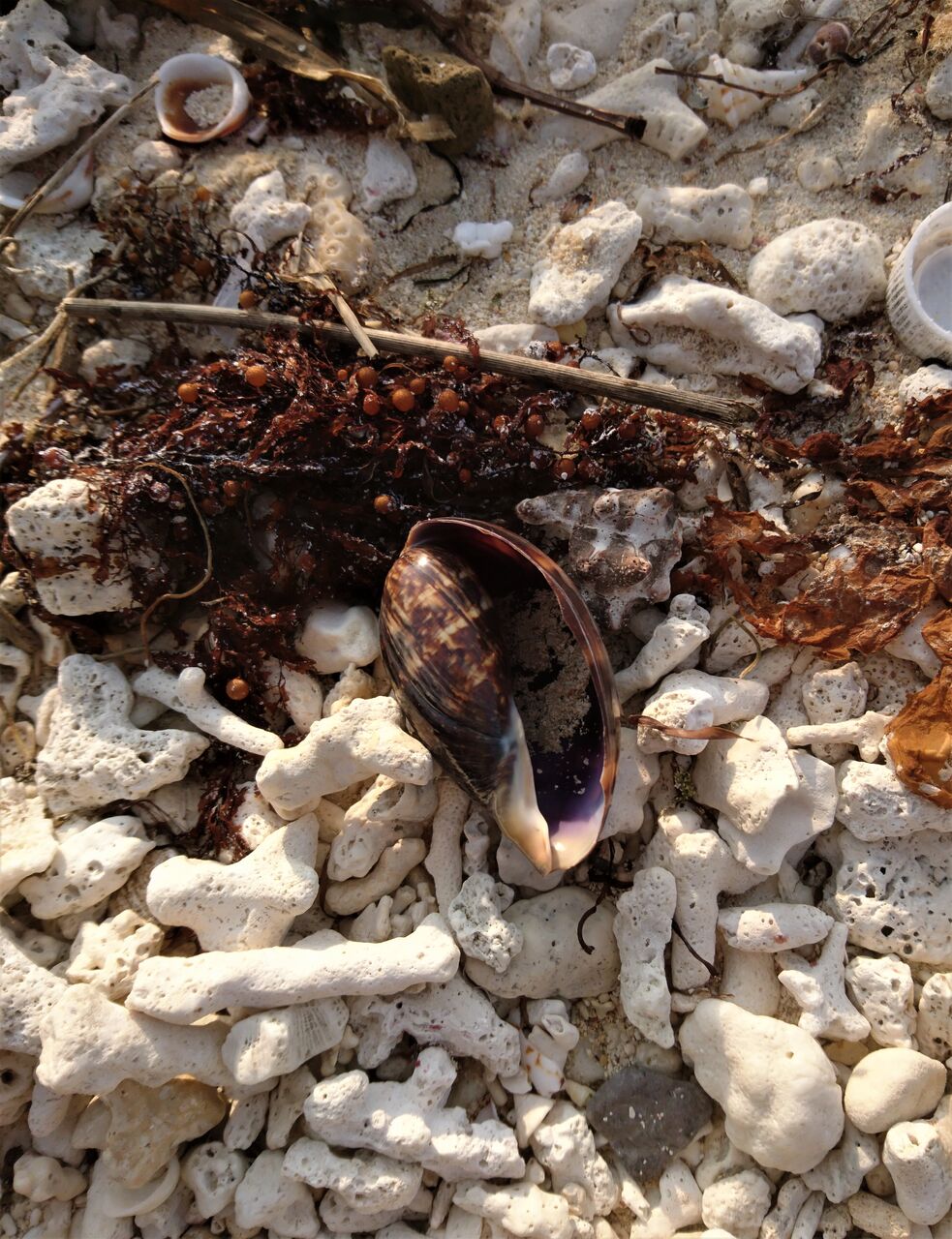 貝殻 7個セット 茶色と黒の斑点模様　沖縄波照間島のハチジョウダカラカイNO.2 貝殻 7個セット 茶色と黒の斑点模様 沖縄波照間島のハチジョウ