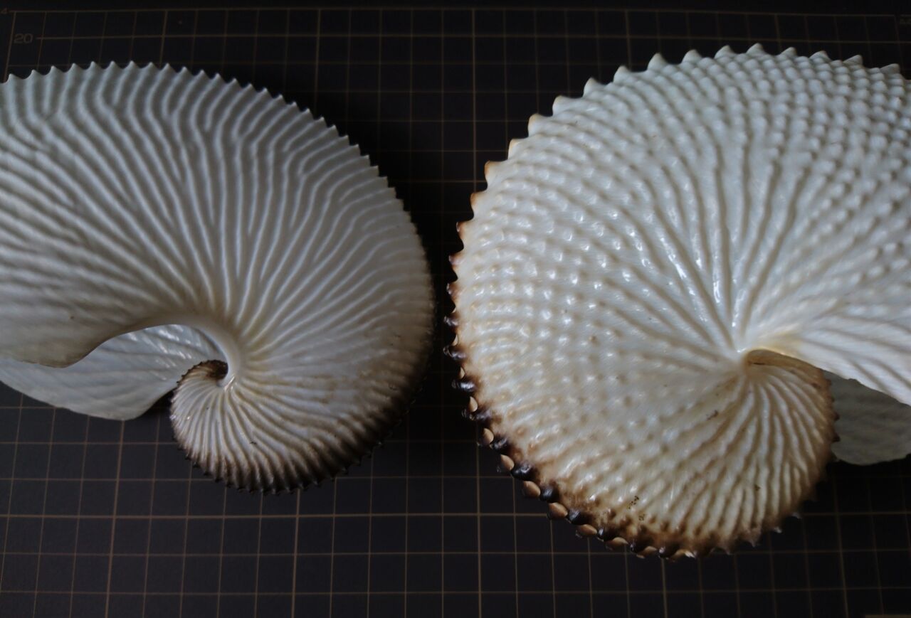 (希少)チリメンアオイガイ　貝　オーストラリア産 アオイガイとチリメンアオイ : 波と風の音を聴きながら～