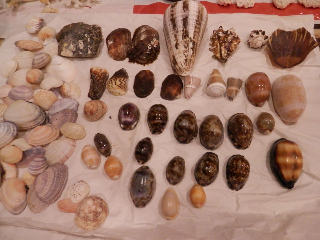 石垣島 大きな貝達 : 波と風の音を聴きながら～