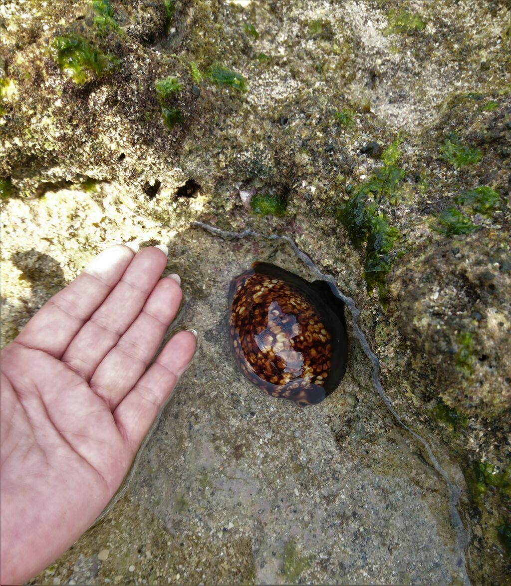 2021.3 石垣島4 生きたハチジョウダカラ : 波と風の音を聴きながら～