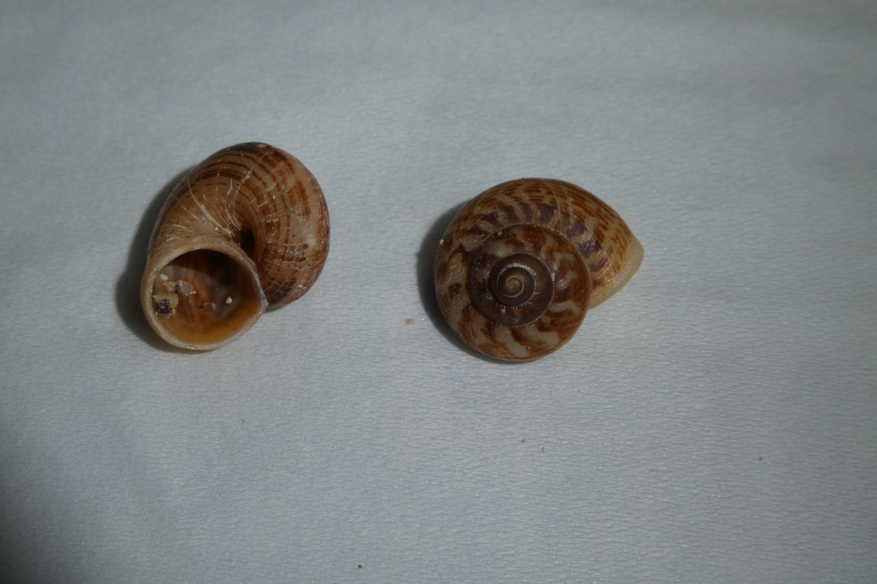 石垣島 ビーチコーミングまとめ 波と風の音を聴きながら